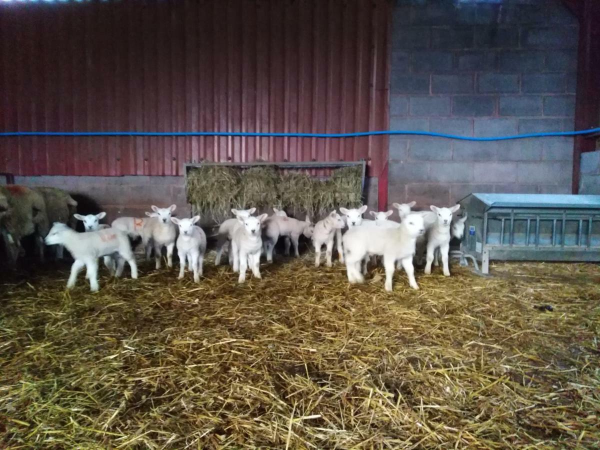 Conwy Pen Cefn Farm Holiday Abergele Exteriér fotografie